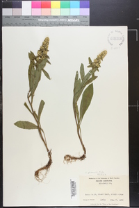 Solidago glomerata image