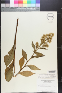 Solidago glomerata image