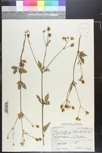 Bidens pilosa image