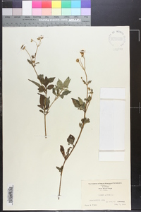 Bidens pilosa image