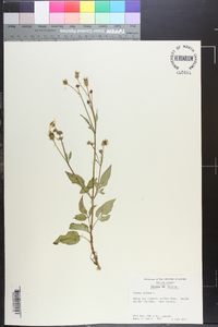 Bidens pilosa image