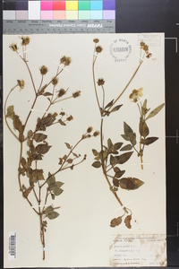 Bidens pilosa image