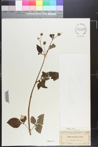 Bidens pilosa image