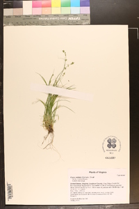 Carex radiata image