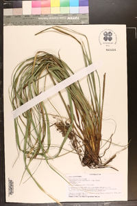 Carex joorii image