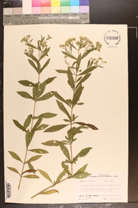 Eupatorium semiserratum image