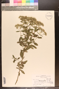 Eupatorium semiserratum image