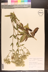 Eupatorium semiserratum image