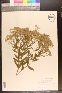 Eupatorium semiserratum image