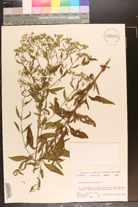 Eupatorium semiserratum image