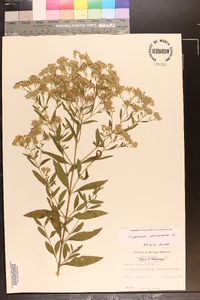 Eupatorium semiserratum image