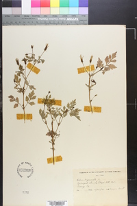 Bidens bipinnata image