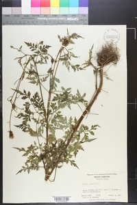 Bidens bipinnata image