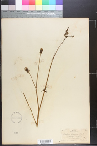 Bidens bipinnata image