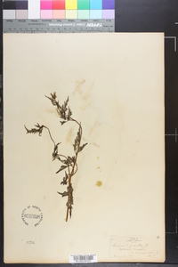 Bidens bipinnata image