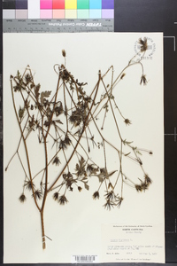 Bidens bipinnata image