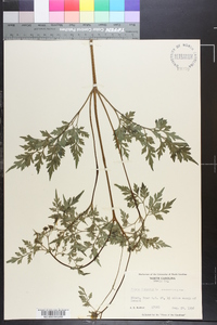 Bidens bipinnata image