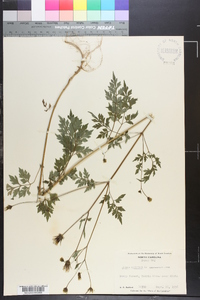 Bidens bipinnata image