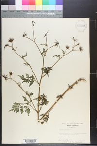 Bidens bipinnata image