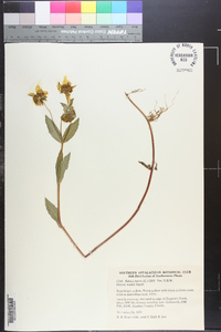 Bidens laevis image