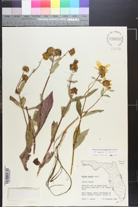 Bidens laevis image