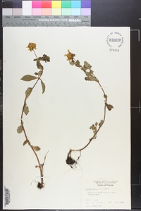 Bidens laevis image