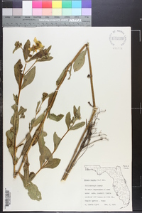 Bidens laevis image