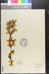 Bidens laevis image