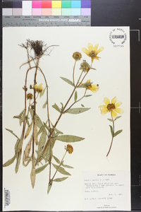 Bidens laevis image