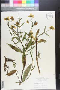 Bidens laevis image