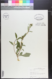 Bidens laevis image