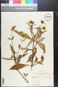 Bidens laevis image