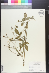 Bidens pilosa image