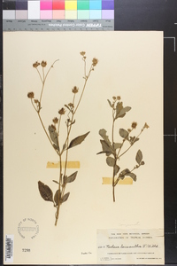 Bidens pilosa image