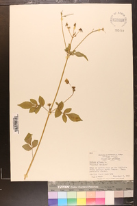 Bidens pilosa image