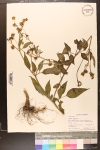 Bidens pilosa image