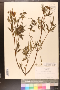 Bidens polylepis image