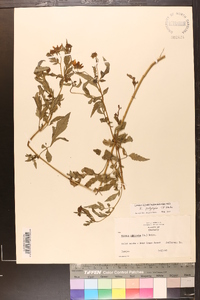 Bidens polylepis image