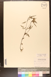 Bidens polylepis image