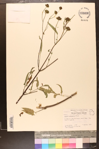 Bidens polylepis image