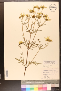 Bidens polylepis image