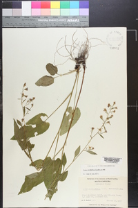 Symphyotrichum urophyllum image