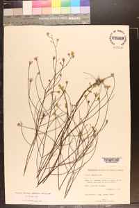 Symphyotrichum adnatum image