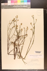 Symphyotrichum adnatum image