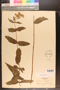 Eupatorium sessilifolium image