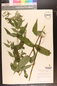 Eupatorium sessilifolium image