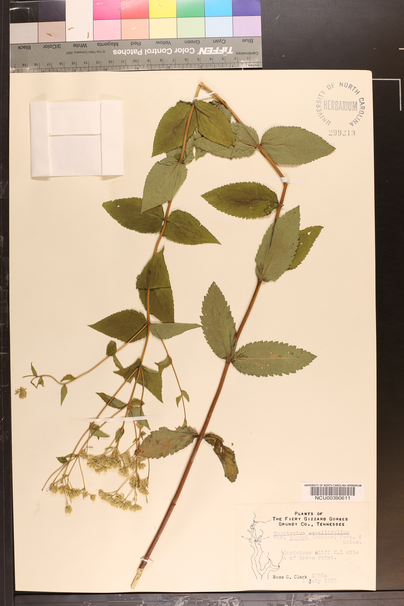 Eupatorium sessilifolium var. vaseyi image