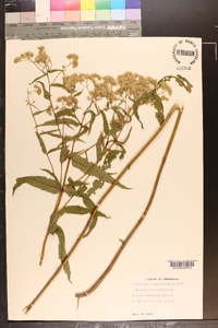 Eupatorium sessilifolium image