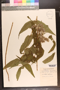 Eupatorium sessilifolium image