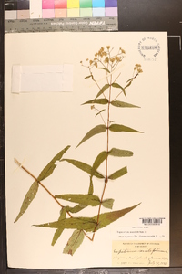 Eupatorium sessilifolium image